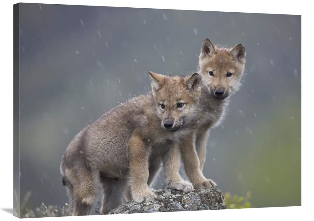 Gray Wolf pups in light snowfall, North America-Canvas Art-40x30