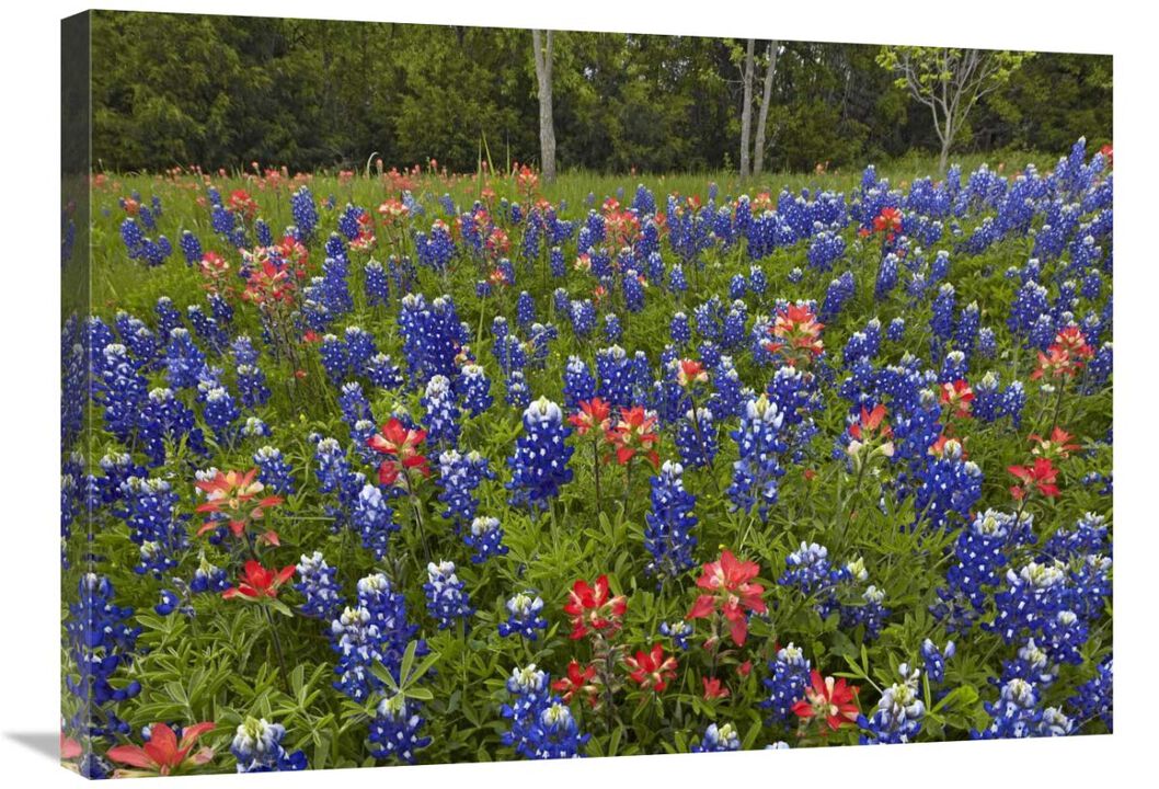 Bluebonnet and Paintbrush meadow, Cedar Hill State Park, Texas-Canvas Art-32x24
