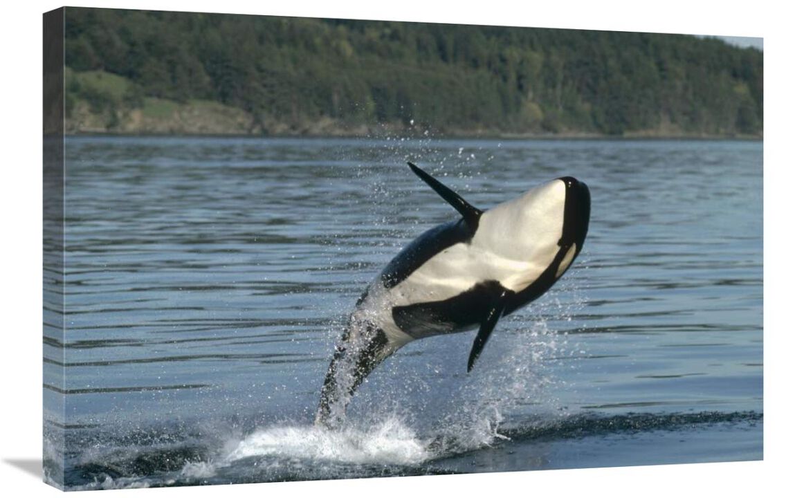 Orca breaching along the Inside Passage, Alaska-Canvas Art-30x20