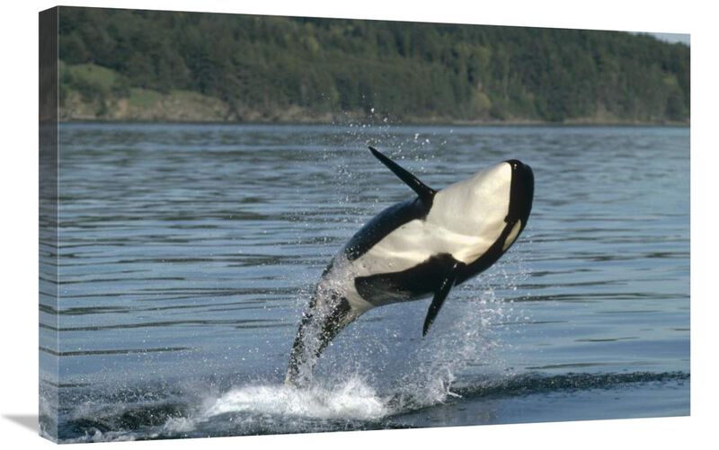 Orca breaching along the Inside Passage, Alaska-Canvas Art-30x20