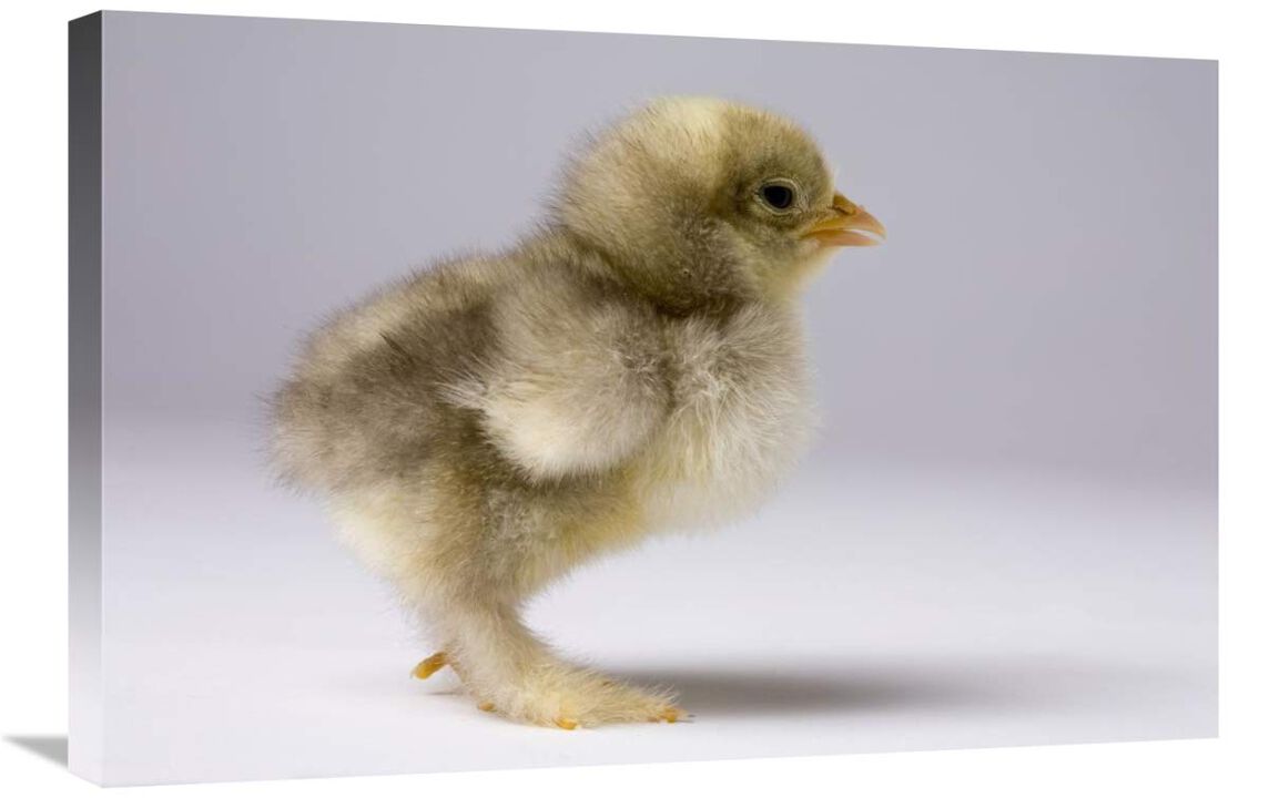 Domestic Chicken, banty morph, about one week after hatching-Canvas Art-30x20