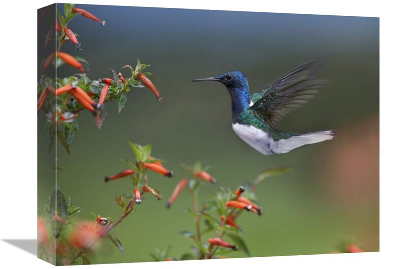 White-necked Jacobin hummingbird, male foraging, Costa Rica-Canvas Art-16x12