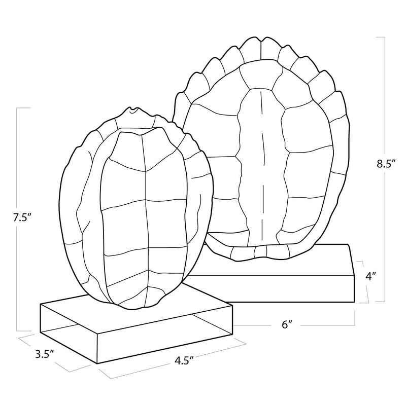 Turtle Shells On Crystal