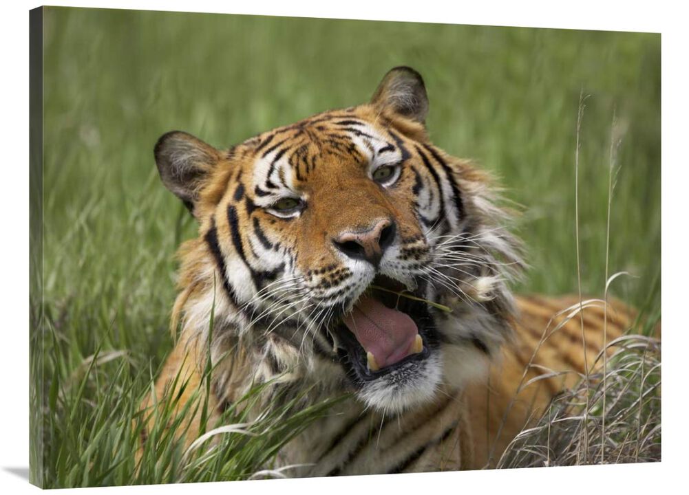 Siberian Tiger yawning, endangered, native to Siberia-Canvas Art-40x30
