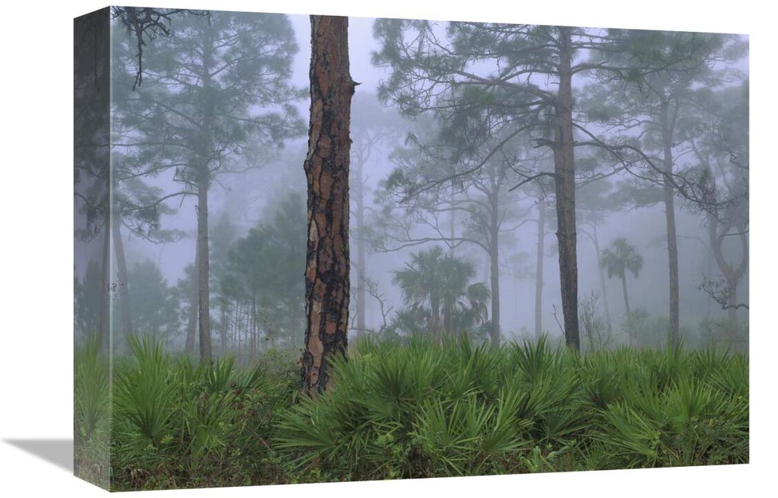 Saw Palmetto and Pine trees in fog, near Estero River, Florida-Canvas Art-16x12