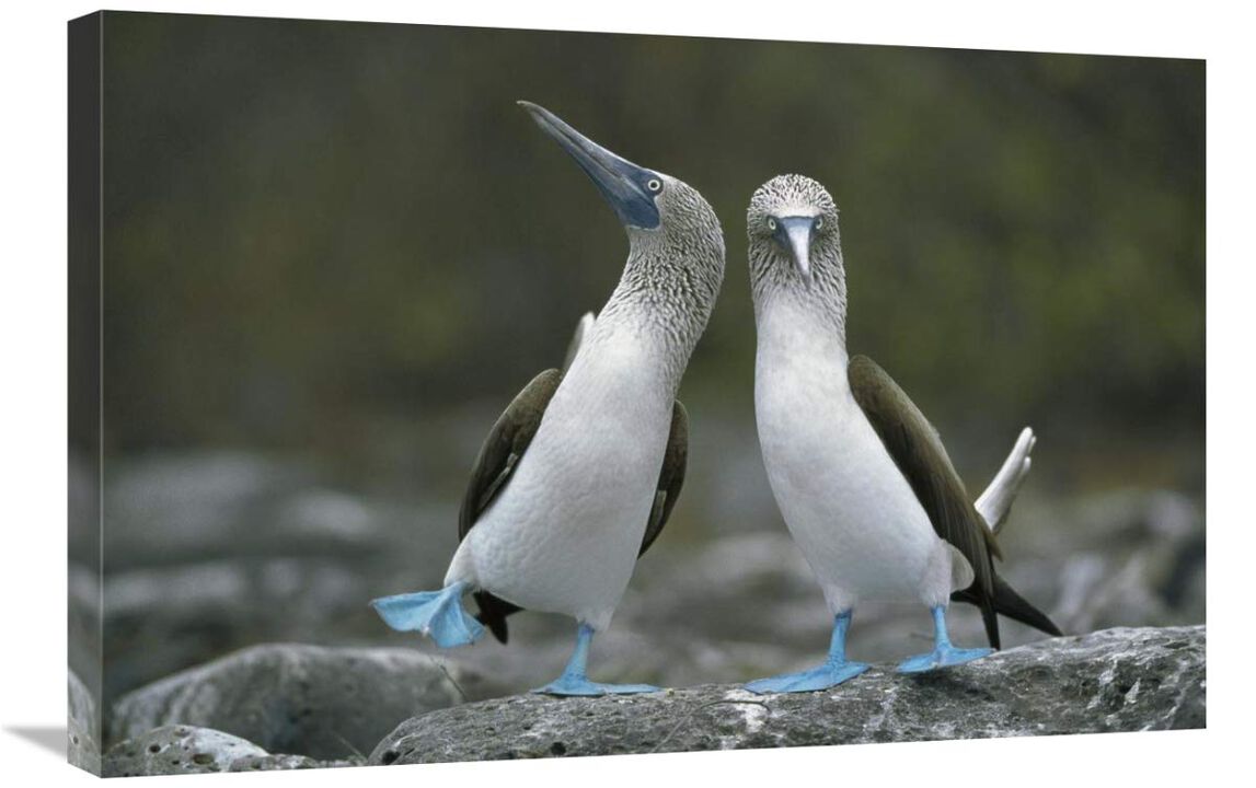 Blue-footed Boobies in courtship dance, Punta Cevallos, Galapagos Islands, Ecuador-Canvas Art-30x20