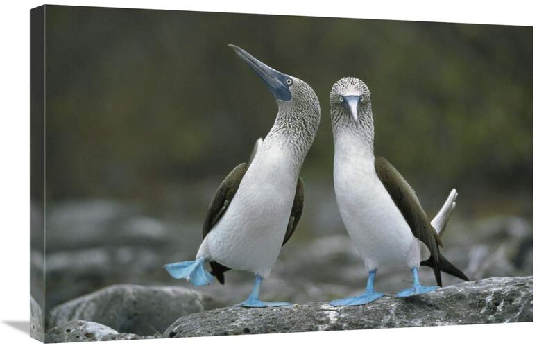 Blue-footed Boobies in courtship dance, Punta Cevallos, Galapagos Islands, Ecuador-Canvas Art-30x20