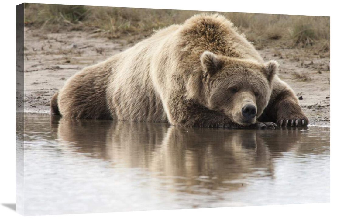 Grizzly Bear sleeping on shore, Katmai National Park, Alaska-Canvas Art-36x24