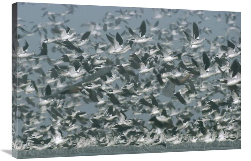 American Avocet flock erupting into flight, North America-Canvas Art-36x24