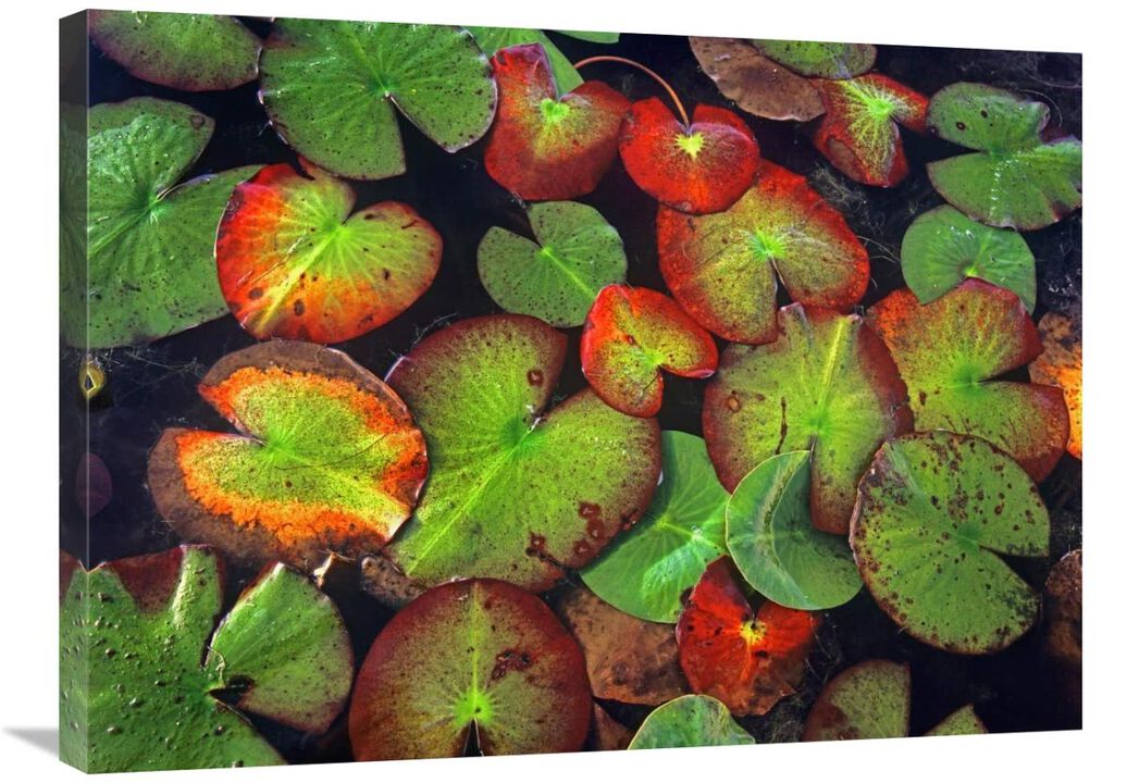 Yellow Pond Lily close up of pads, North America-Canvas Art-32x24