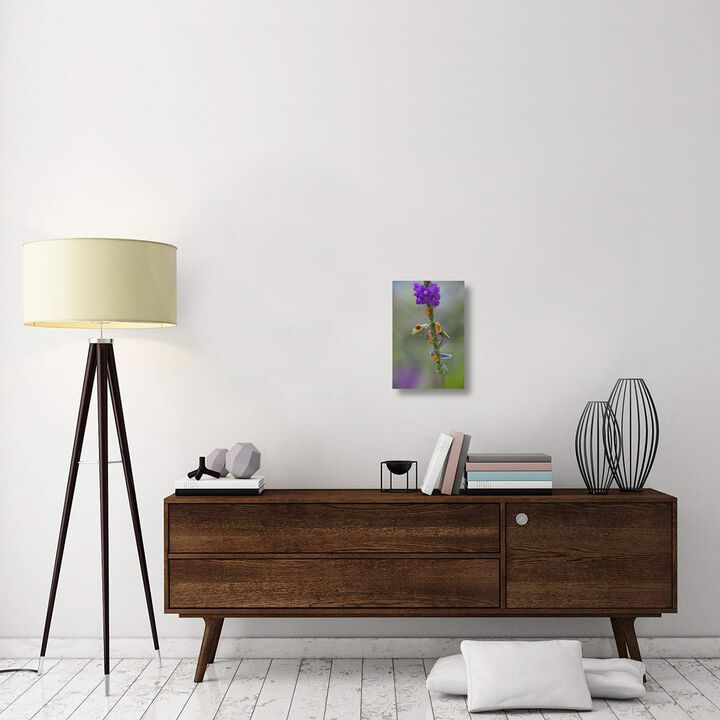 Red-eyed Tree Frog climbing on flower, Costa Rica-Canvas Art-12x18