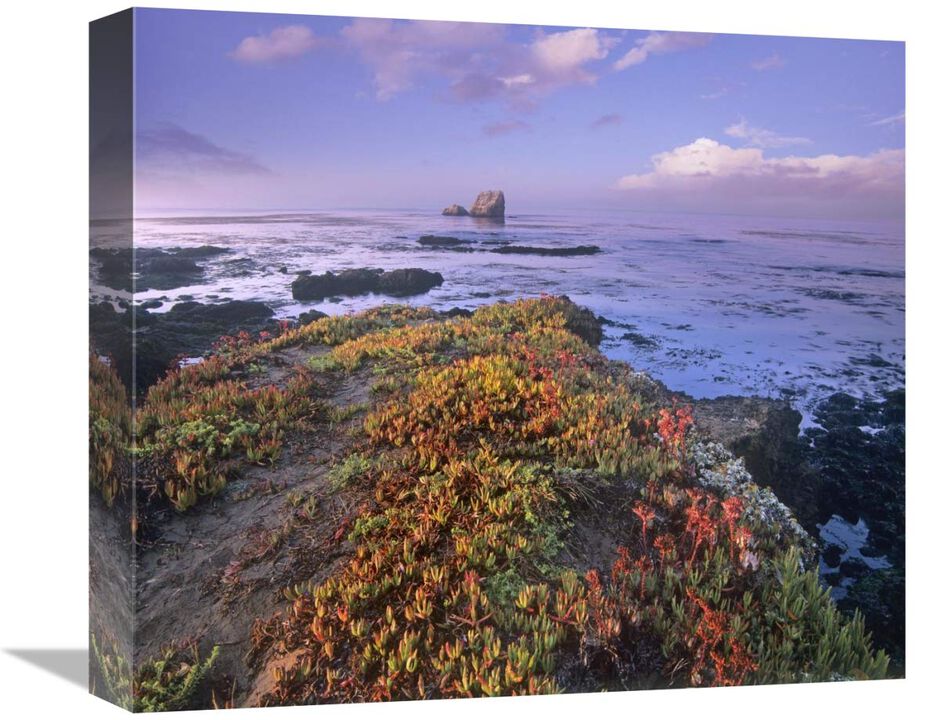 Iceplant covering coastal rocks, Point Piedras Blancas, California-Canvas Art-16x14.08