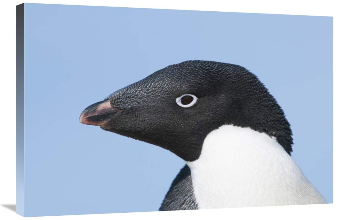 Adelie Penguin portrait, Prydz Bay, eastern Antarctica-Canvas Art-36x24