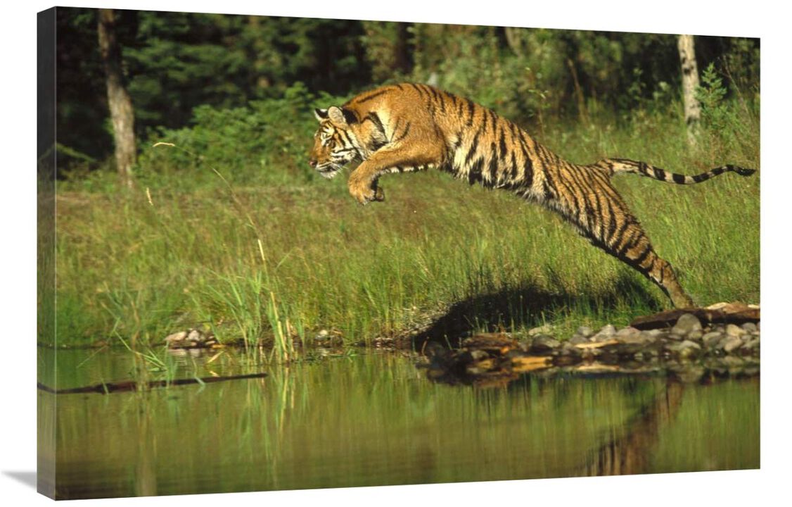Siberian Tiger leaping across river, Asia-Canvas Art-36x24