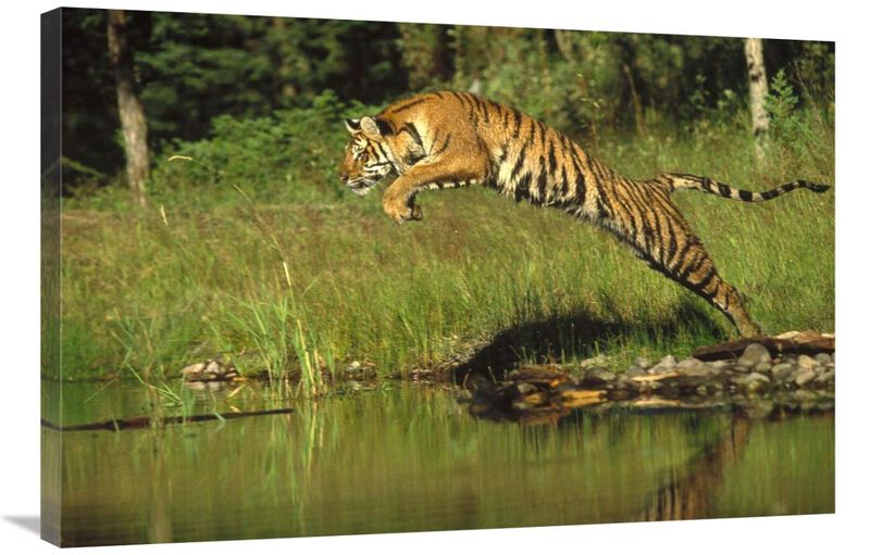 Siberian Tiger leaping across river, Asia-Canvas Art-36x24