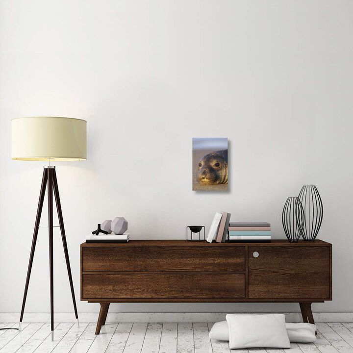 Northern Elephant Seal portrait on beach, North America-Canvas Art-12x18