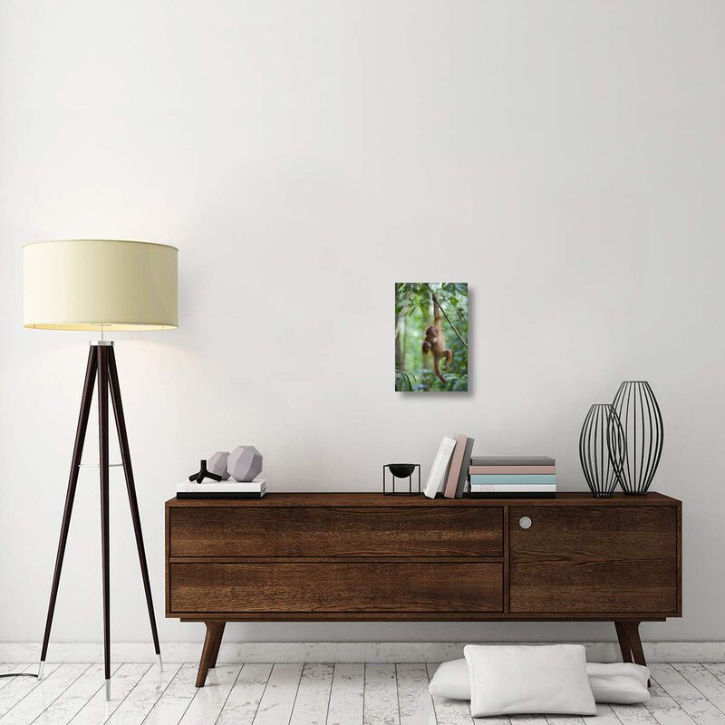 Sumatran Orangutan one and a half year old baby dangling from tree branch, north Sumatra, Indonesia-Canvas Art-12x18