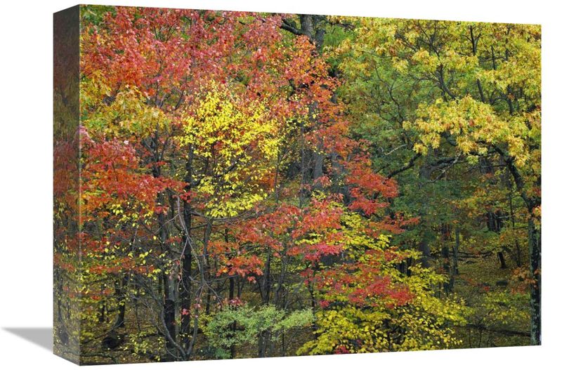 Fall foliage at Fishers Gap, Shenandoah National Park, Virginia-Canvas Art-16x12