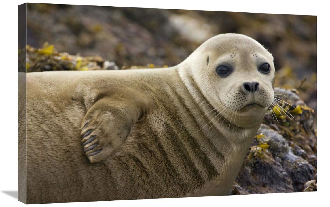 Harbor Seal portrait, Katmai National Park, Alaska-Canvas Art-30x20