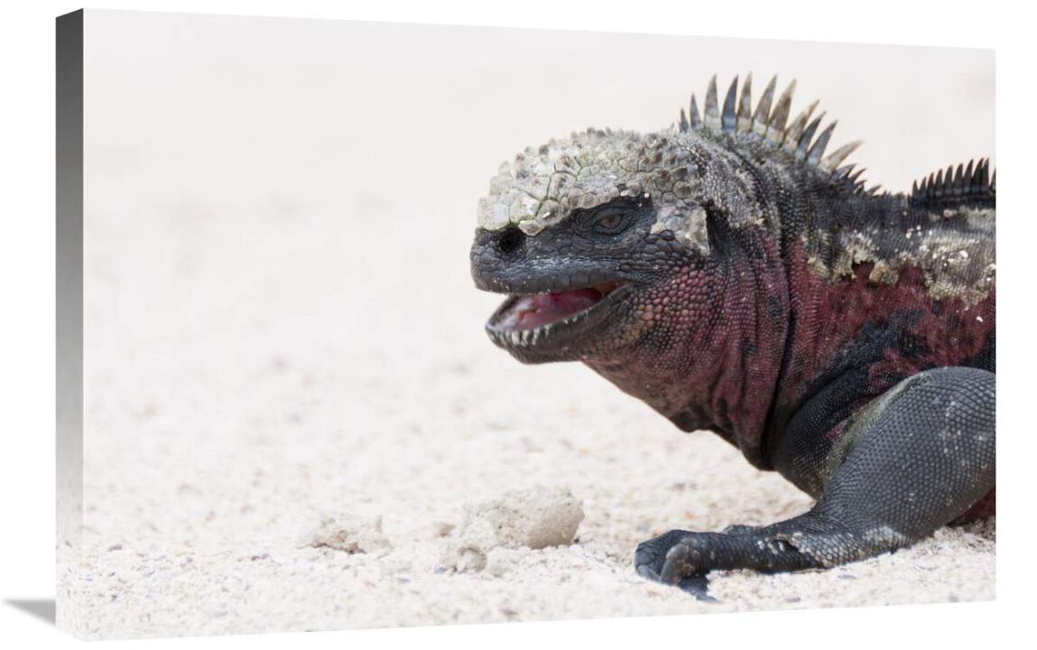 Marine Iguana, Galapagos Islands, Ecuador-Canvas Art-30x20