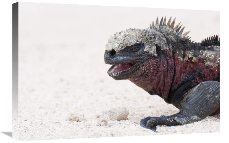 Marine Iguana, Galapagos Islands, Ecuador-Canvas Art-30x20