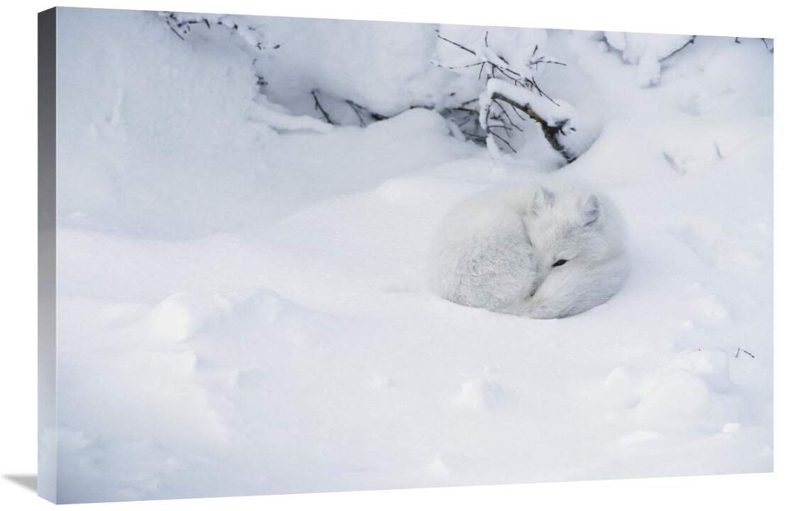 Arctic Fox curled up in the snow, Churchill, Manitoba, Canada-Canvas Art-36x24