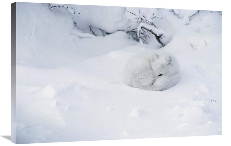 Arctic Fox curled up in the snow, Churchill, Manitoba, Canada-Canvas Art-36x24