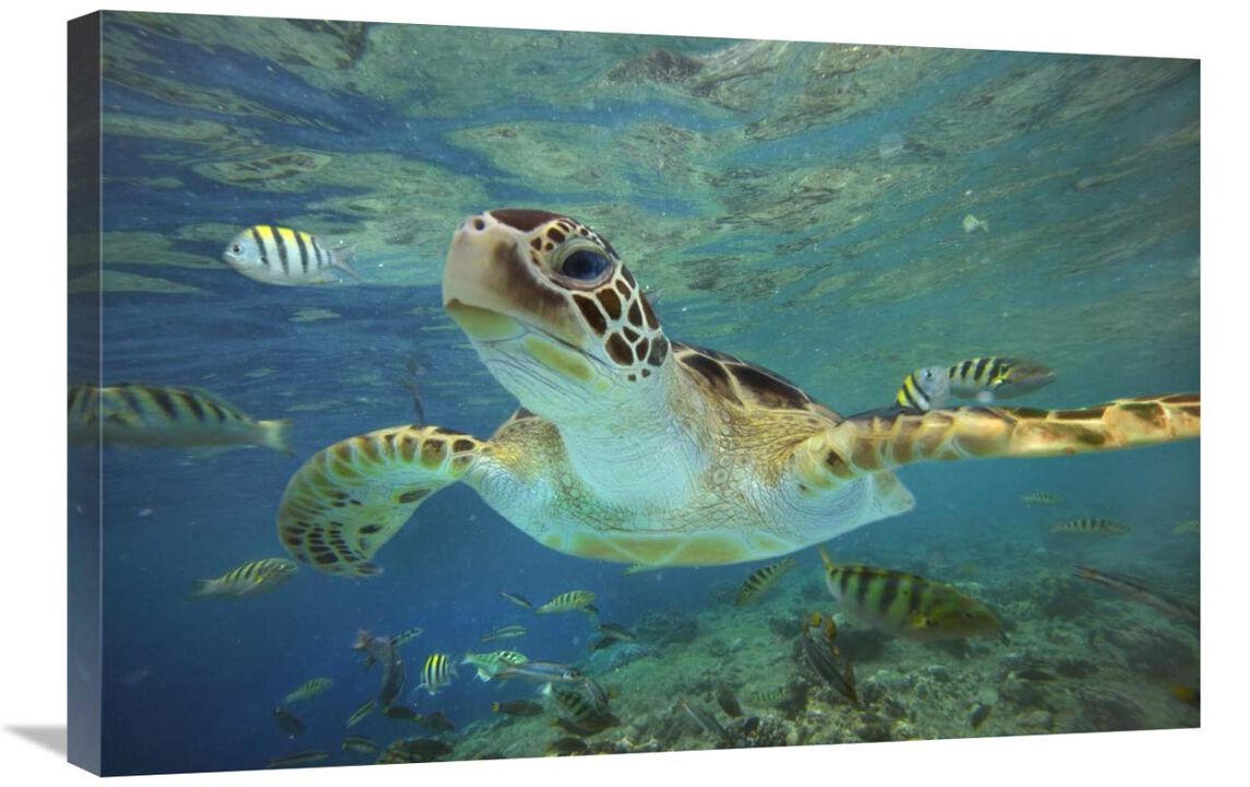 Green Sea Turtle, Balicasag Island, Philippines-Canvas Art-30x20