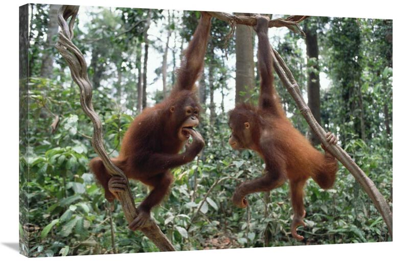Orangutan pair playing in trees, Borneo-Canvas Art-36x24