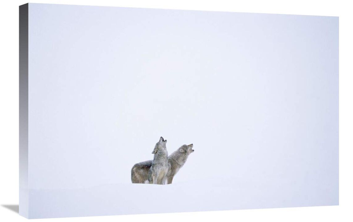 Timber Wolf pair howling in snow, North America-Canvas Art-30x20
