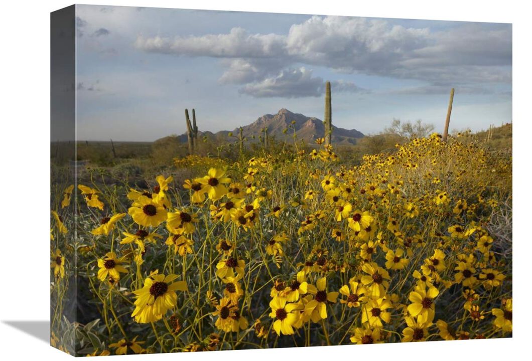 Saguaro cacti and Brittlebush at Picacho Peak State Park, Arizona-Canvas Art-16x12