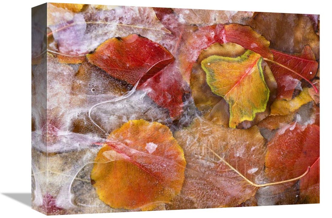 Cottonwood frozen leaves, North America-Canvas Art-16x12