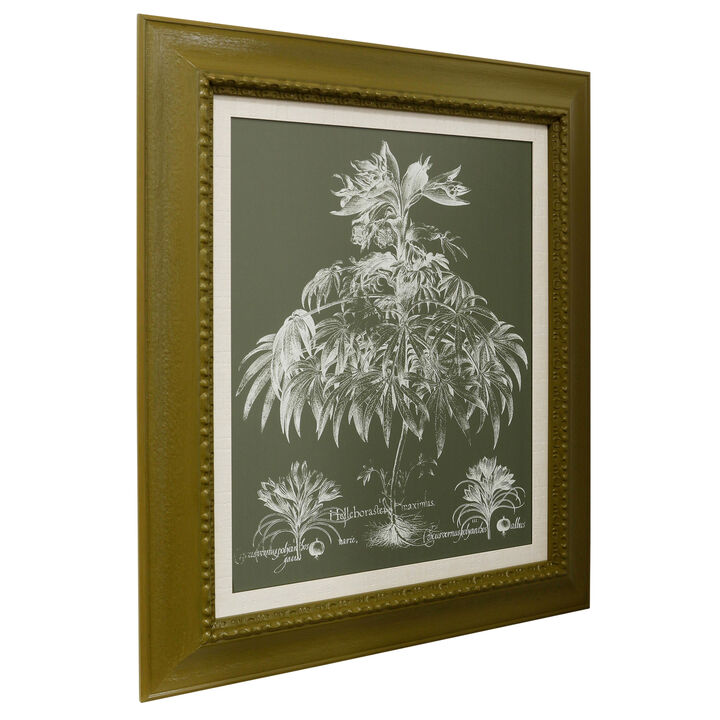 Delicate Besler Botanical II