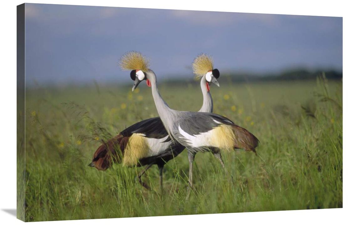 Grey Crowned Crane couple courting, Masai Mara National Reserve, Kenya-Canvas Art-36x24