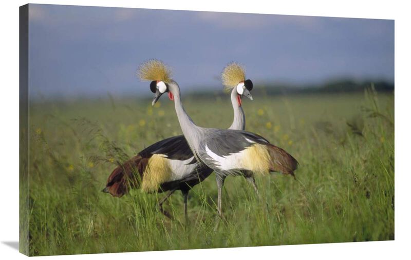 Grey Crowned Crane couple courting, Masai Mara National Reserve, Kenya-Canvas Art-36x24