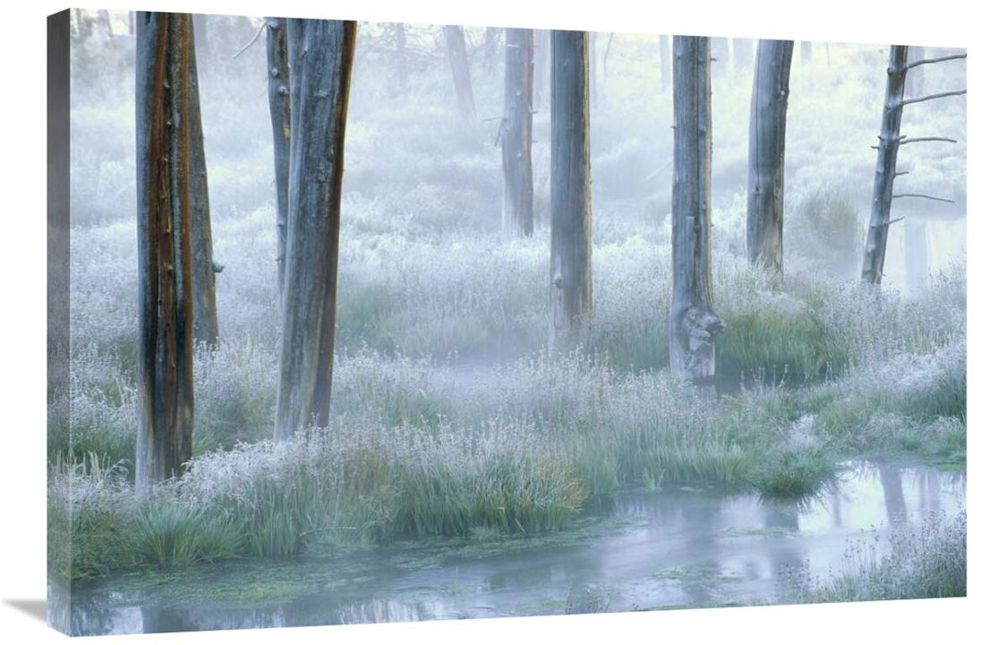 Frosty morning, Yellowstone National Park, Wyoming-Canvas Art-36x24