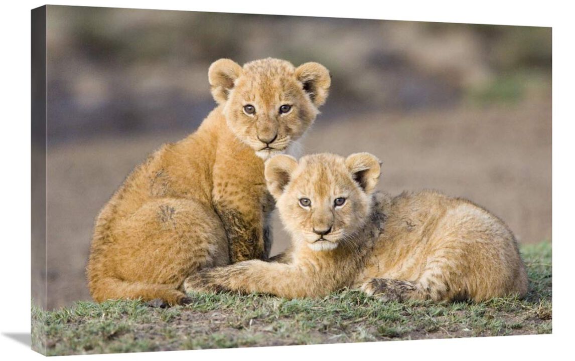African Lion four to five week old cubs, vulnerable, Masai Mara National Reserve, Kenya-Canvas Art-30x20