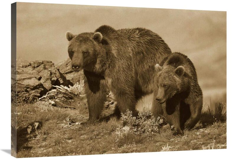 Grizzly Bear mother with a one year old cub, North America-Canvas Art-36x25.56