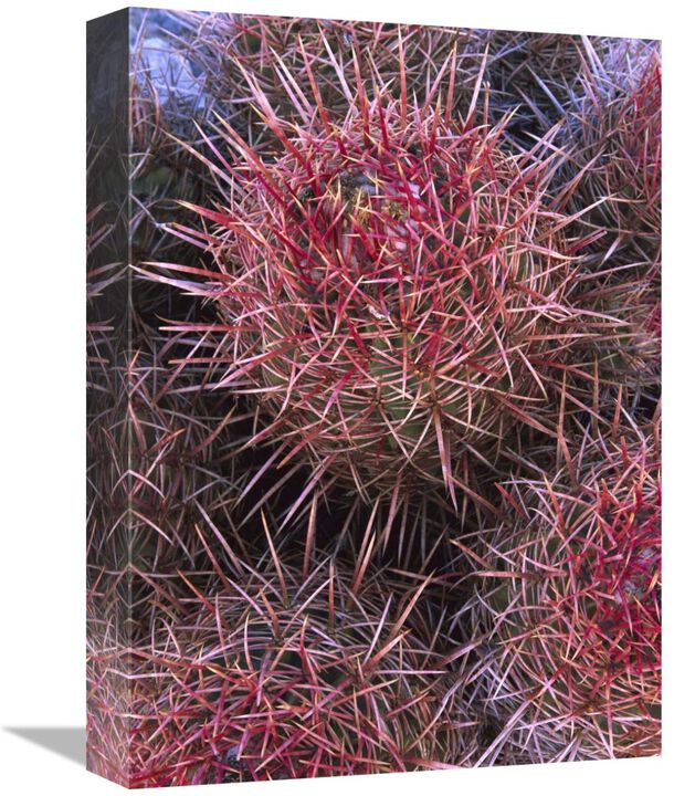 Cotton-top Cactus detail, Death Valley National Park, California-Canvas Art-12x16