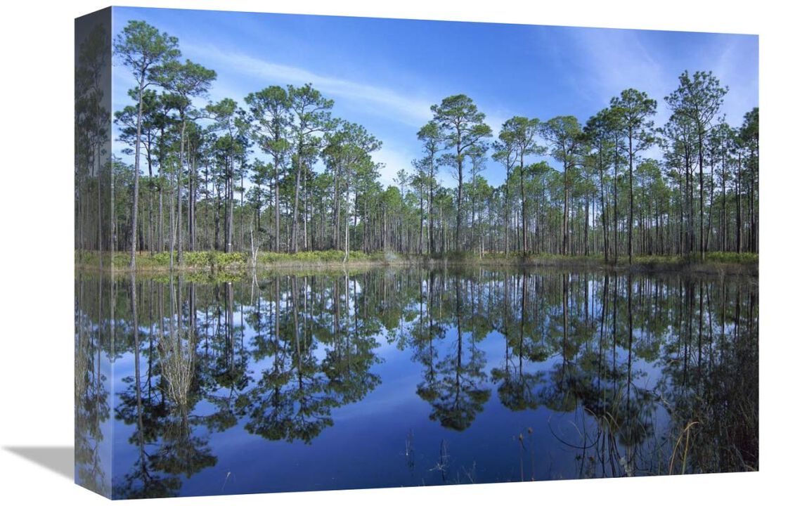 Pine forest mirrored in reflection pond, Ochlocknee River State Park, Florida-Canvas Art-16x12