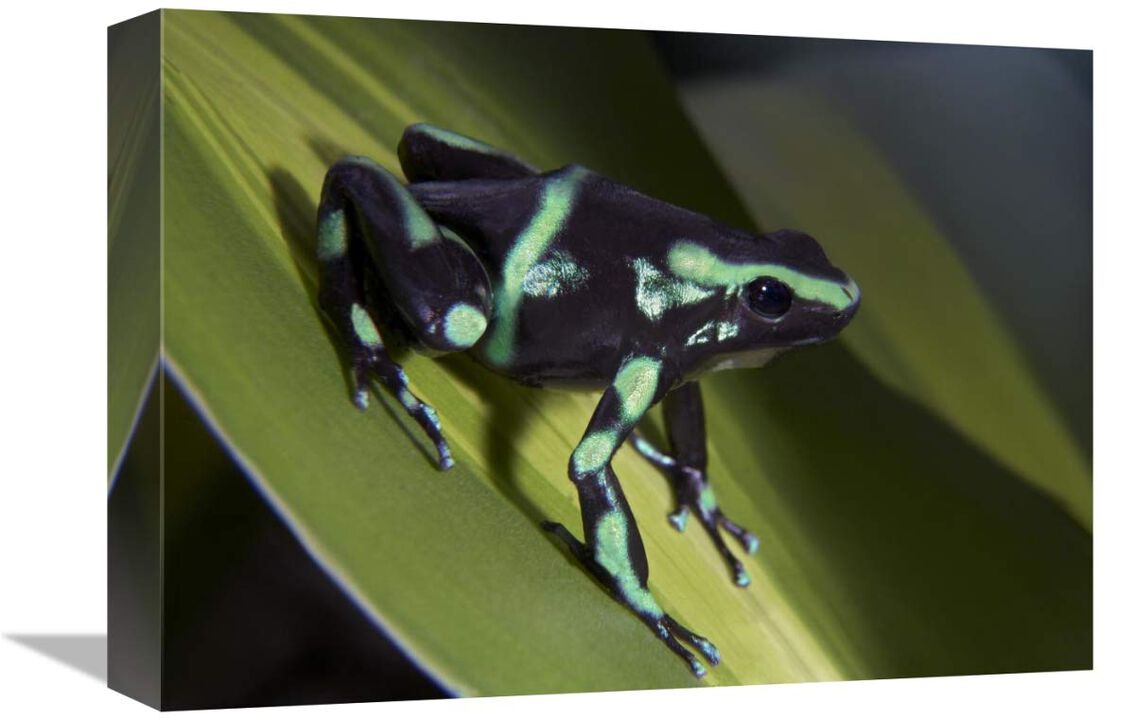Green and Black Poison Dart Frog portrait, Costa Rica-Canvas Art-16x12