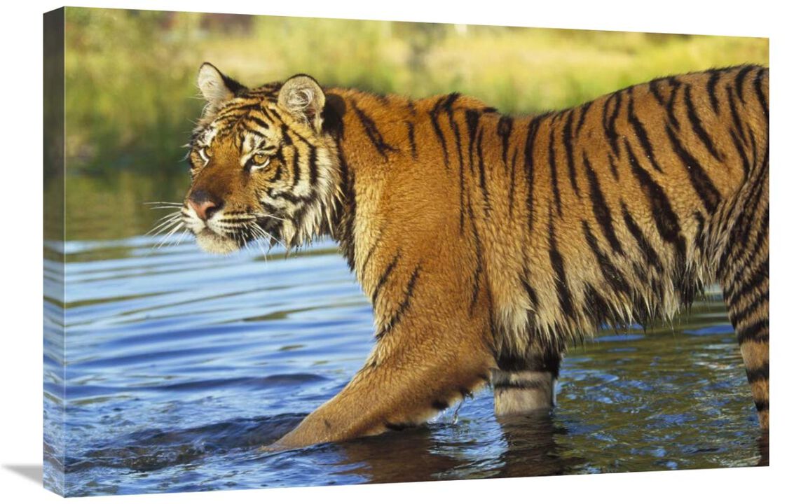 Siberian Tiger walking through a shallow river, Asia-Canvas Art-30x20