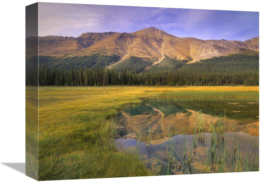 Observation Peak and coniferous forest reflected in pond, Banff National Park, Alberta-Canvas Art-16x12