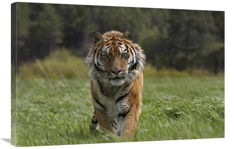 Siberian Tiger walking, endangered, native to Siberia-Canvas Art-36x24