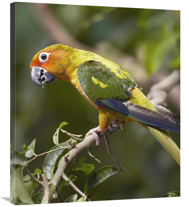 Sun Parakeet, native to South America-Canvas Art-30.96x36