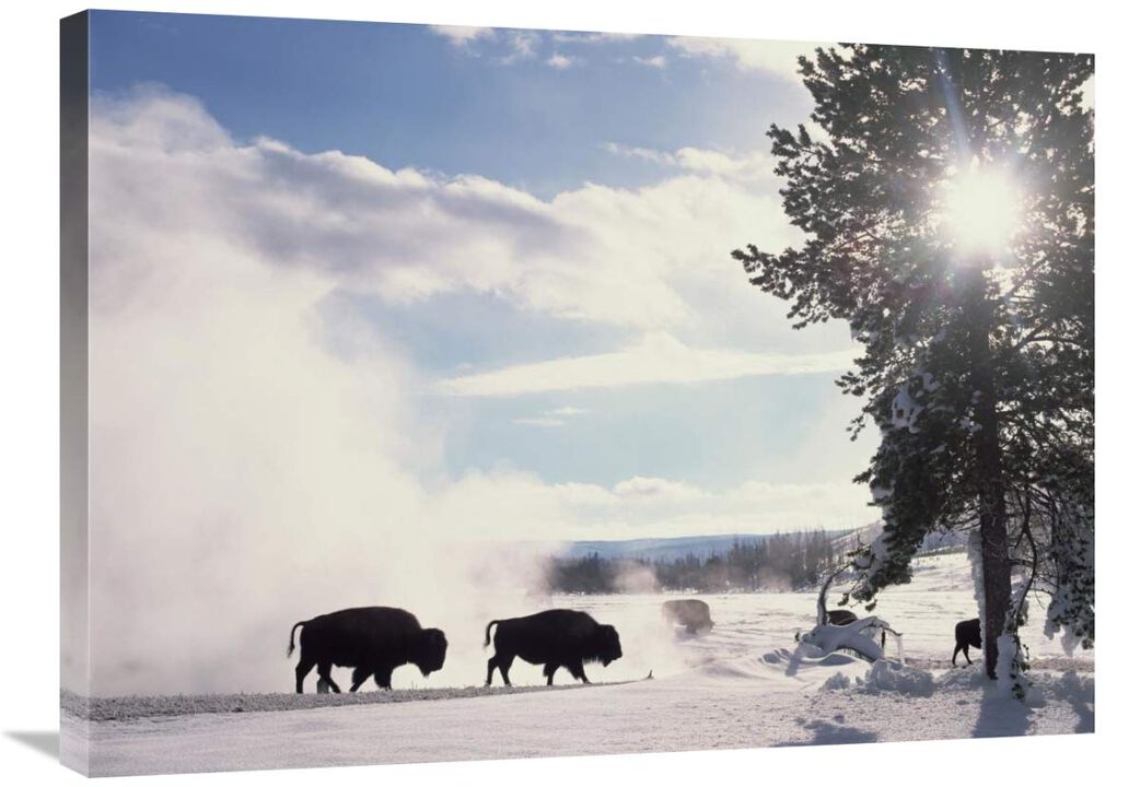 American Bison in winter, Yellowstone National Park, Wyoming-Canvas Art-32x24