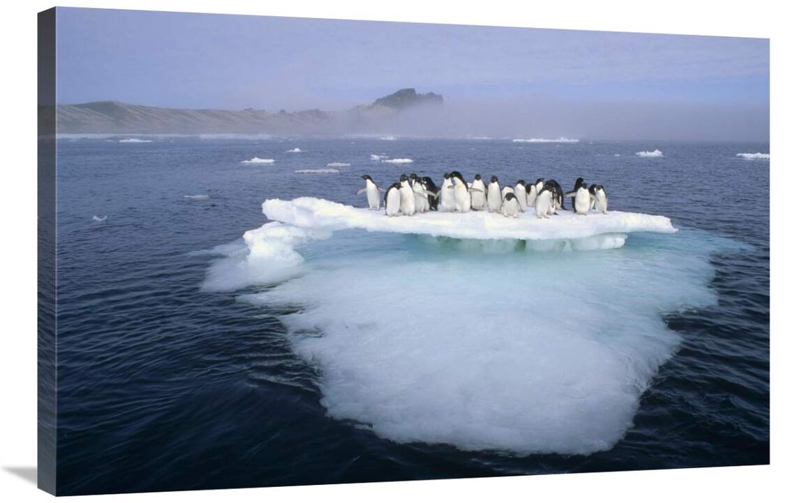 Adelie Penguin group crowding on melting summer ice floe, Possession Island, Ross Sea, Antarctica-Canvas Art-36x24