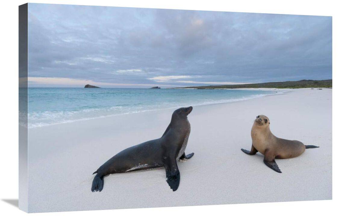 Galapagos Sea Lion pair on beach, Galapagos Islands, Ecuador-Canvas Art-30x20