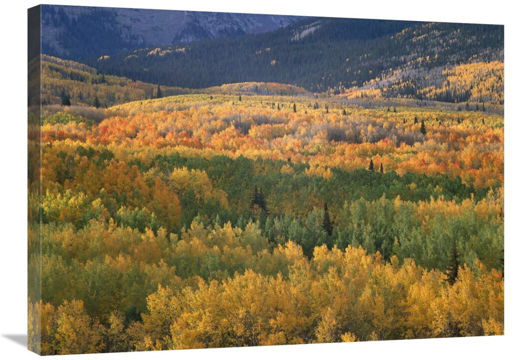 Aspen trees in fall colors, Gunnison National Forest, Colorado-Canvas Art-32x24