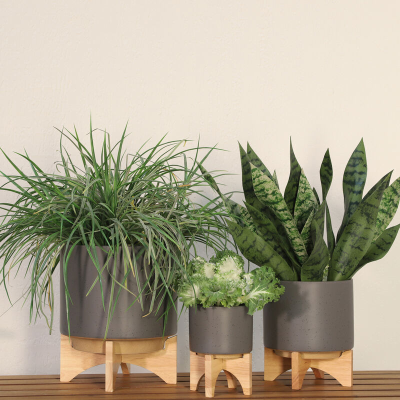5" Planter W/ Wood Stand